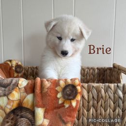 Brie - White female Siberian Husky puppy in Southampton, New Jersey from First Frost Kennels