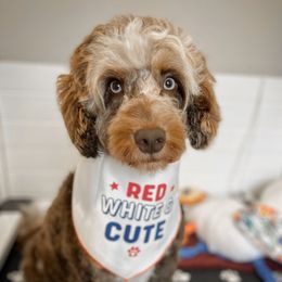 Maggie - Aussiedoodle