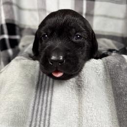 Meredith - Black female Labrador Retriever puppy in Great Falls, Montana from Yogo Point Kennels