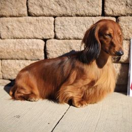 Dachshunds from Boombay