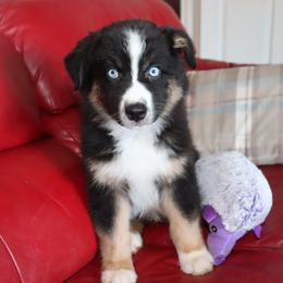 Forest - Black tri-color male Australian Shepherd puppy in Colorado from Firestone Australian Shepherds