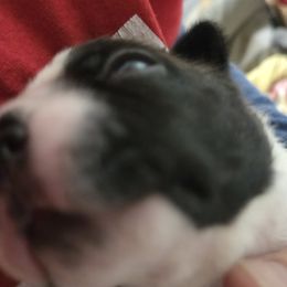 Boston Terrier Puppies from Pixie Pups