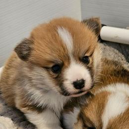 Cornbread - White and red male Pembroke Welsh Corgi puppy in Williams, California from Half Hitch Corgis