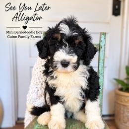 After while crocodile - Tri-color male Bernedoodle puppy in Grove, Oklahoma from Guinn Family Farms