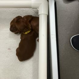 Yellow girl - Mahogany female Irish Setter puppy in Dover, Ohio from Kilkieran Kennel Irish Setters and Snowstorm Labradors