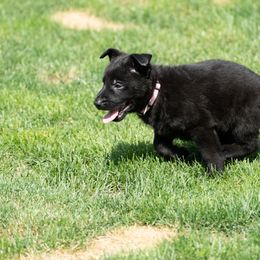 German Shepherd Puppies from Von Gonta Haus German Shepherds