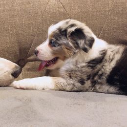 Australian Shepherd Puppies from Peacock’s Pride Australian Shepherds