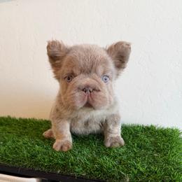 Teddy Bear - Liver male French Bulldog puppy in Bakersfield, California from HOI Frenchies