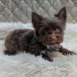 Darling - Liver female Yorkshire Terrier puppy in Gatesville, Texas from KontryKritterz Yorkies