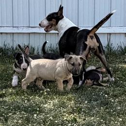 Carl - Fawn male Bull Terrier puppy in Sprauge, Washington from Mark My Words Bull Terriers