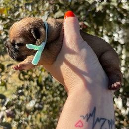 Cherry - Fawn and white female French Bulldog puppy in Spanaway, Washington from Beloved Frenchies