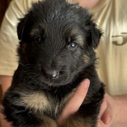 River - Black and tan male German Shepherd puppy in Barnhart, Missouri from Combat Creek German Shepherds