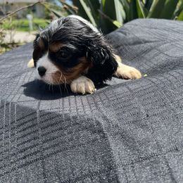 Cavalier King Charles Spaniel Puppies from Caveliers by Grace