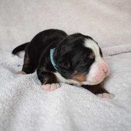 Bernese Mountain Dog Puppies from Valor