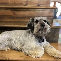 Nala - Miniature Schnauzer