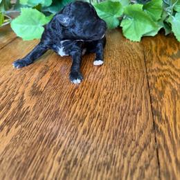 Bean - Black male Goldendoodle puppy in Cherry Tree, Pennsylvania from Plum Creek Acres Next Generation