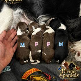 English Springer Spaniel puppies from Divine Spaniels ( Home of English Springers and English Cockers )