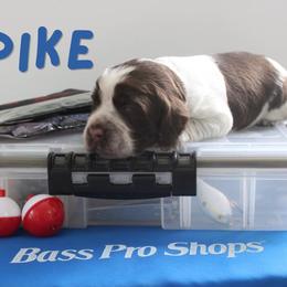 Pike - Liver and white female English Springer Spaniel puppy in Barnstead, New Hampshire from C & S Farms
