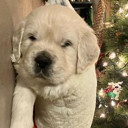Boy 2 - male Golden Retriever puppy in Osceola, Iowa from Healing Hearts Therapy Goldens