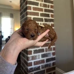 Harmony white collar - Red  female Goldendoodle puppy in Pine Prairie, Louisiana from Prairie Paws