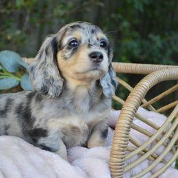 Dachshund Puppies from Dreamheart Dachshunds