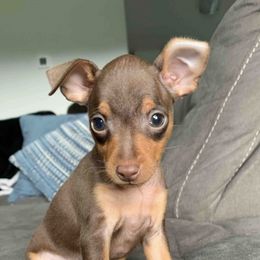 Miniature Pinschers from CJ’s Miniature Pinscher’s