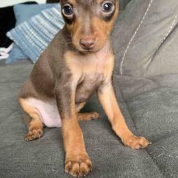 Miniature Pinschers from CJ’s Miniature Pinscher’s