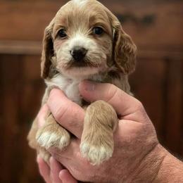 Cockapoo Puppies from Bright and Beautiful Cockapoos