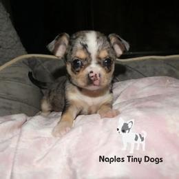 Chihuahua Puppies from Naples Tiny Dogs