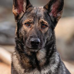 Hawk - German Shepherd