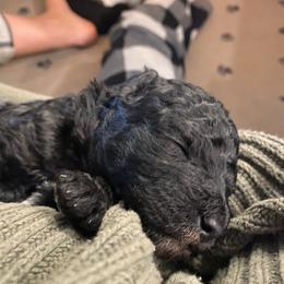 Dandelion - Black male Goldendoodle puppy in Eaton, Ohio from Dezi’s Sonshine Doodles