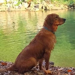 Phoenix - Golden Retriever