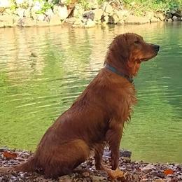 Phoenix - Golden Retriever