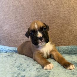 Boy 2 - Fawn male Boxer puppy in Prestonsburg, Kentucky from Bre’s Boxers