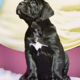 Cane Corso Puppies from Worldwide Cane Corso