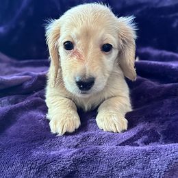Daisy - Cream female Dachshund puppy in Memphis, Tennessee from River City Doxies