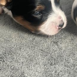 Biewer Terrier Puppies from Dunes Pups