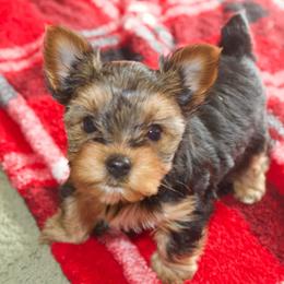 Yorkshire Terrier Puppies from On The Edge Of A Dream Yorkies
