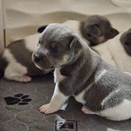 Rat Terrier Puppies from Cryptic Rat Terriers