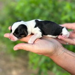 Starbucks - Black and white female American Corgi puppy in Bayard, Nebraska from Puppies by Alies