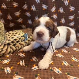 Redhead - Tri-Roan female English Springer Spaniel puppy in Braidwood, Illinois from A & R Springers
