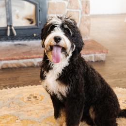 Sundance - Bernedoodle