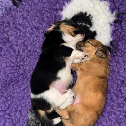 AKC Piebald Boy - Piebald male Dachshund puppy in Rifle, Colorado from Pint Size Pup