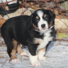 Kanan - Black tri male Miniature American Shepherd puppy in Hillsdale, Michigan from Faithwalk Aussies and Mini American Shepherds