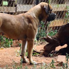 Royah - Boerboel