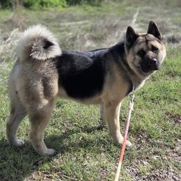 Clive - Akita