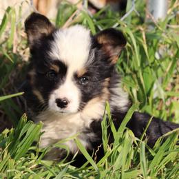 Joanna - Black and tan female Pembroke Welsh Corgi puppy in Stilwell, Oklahoma from Barton Farms Corgis