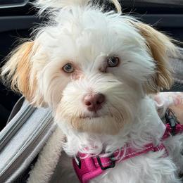 Havanese Puppies from Dean Supreme