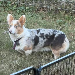 Poppy - American Corgi