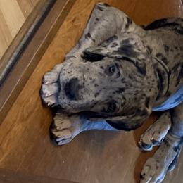 Great Dane Puppies from Kirk’s Dane Farm